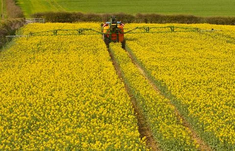 Spraying rapeseed crop Foto stock