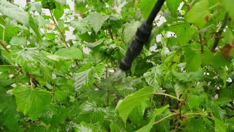 Spraying raspberry bushes with garden sprayer nozzle close-up. Treating green Stock Footage 343238606