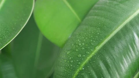 Spraying to refresh the large dusty leaves of philodendron, close-up Vídeos de archivo 222352446