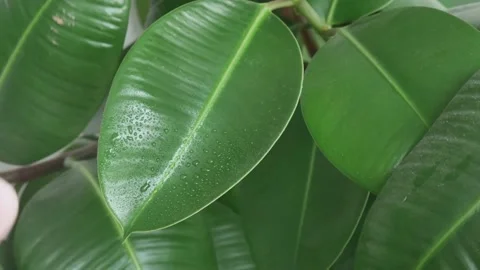 Spraying to refresh the large leaves of philodendron, close-up Vídeos de archivo 222352351