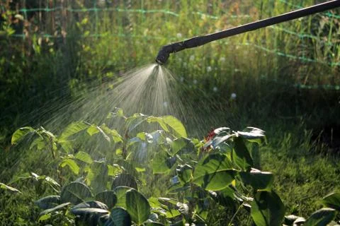 Spraying rose shrub using sprayer. Closeup. Stock Photos