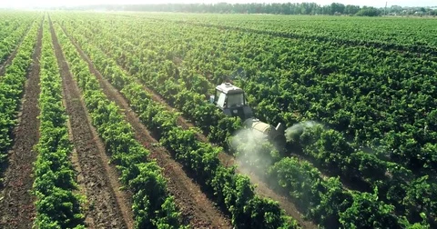 Spraying the rows of vines Vidéo 79660942