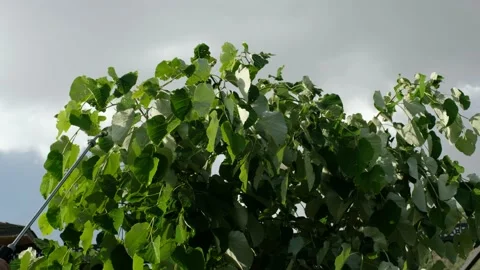 Spraying of Safe Tree Leaves Stock Footage 140041870