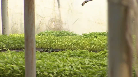 Spraying seedlings in nursery Stock Footage 39672593