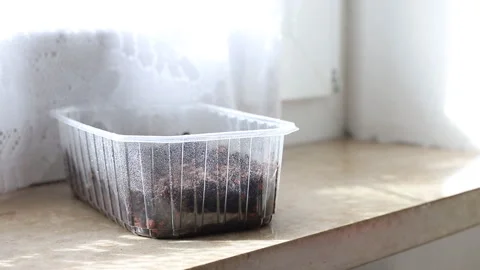 Spraying seedlings with water. Stock Footage 265469586