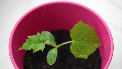 Spraying a small cucumber sprout in pot Stock Footage 179649446
