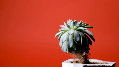 Spraying succulent in a pot on a red background. Stock Footage 127441987