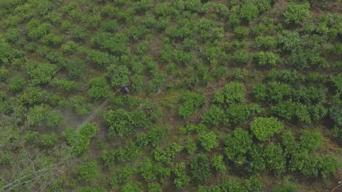 Spraying tea plants in the fields 스톡 동영상 290496554
