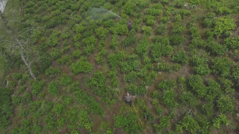 Spraying tea plants in the fields Stock Footage 290496641