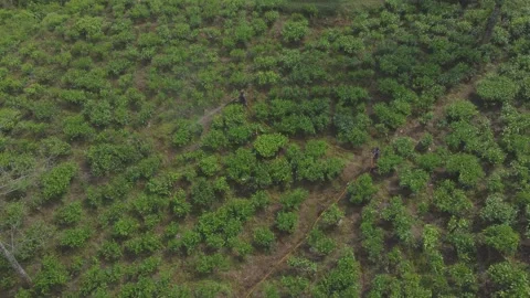 Spraying tea plants in the fields Stock Footage 290496644