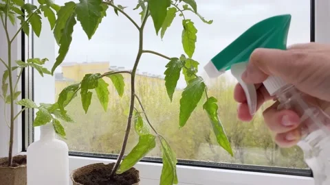 Spraying tomato seedlings on windowsill. Stock Footage 192793800