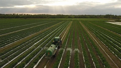Spraying tomatoes Stock Footage 100614413