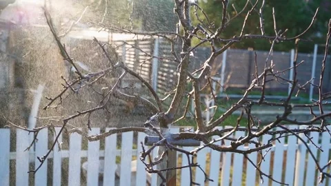 Spraying a tree after winter in slow motion at sunset Stock Footage 310167636