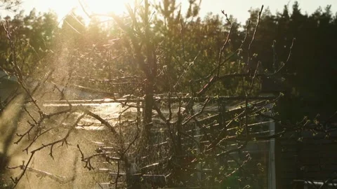 Spraying a tree at sunset in slow motion Stock Footage 310251347