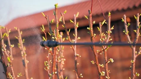 Spraying a tree waking up after winter with a sprayer, close-up in slow motion Stock Footage 309814364