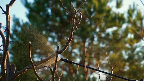 Spraying a tree without leaves close up in slow motion Stock Footage 311796431