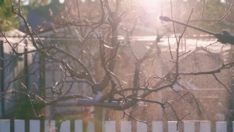 Spraying a tree without leaves at sunset, slow motion Stock Footage 308929526