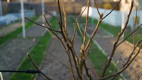 Spraying trees after winter, close-up. Gardener takes care of the garden in the Stock-Footage 308580232