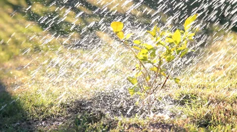 Spraying the trees Stock Footage 25227640