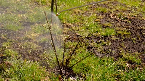 Spraying trees pest control in spring. Selective focus. Stock Footage 305747390