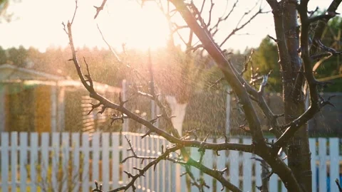 Spraying trees at sunset in spring, slow motion Stock Footage 307813519