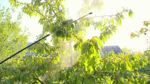 Spraying trees. Treatment of fruit trees from pests. Spraying trees with Stock Footage 196697278