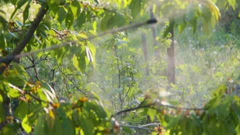 Spraying trees. Treatment of fruit trees from pests. Spraying trees with Stock Footage 197079227