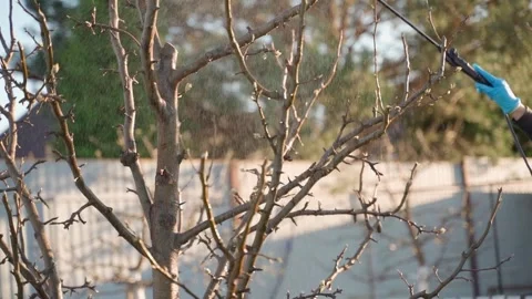 Spraying trees without leaves in early spring close-up in slow motion Video stock 310927497