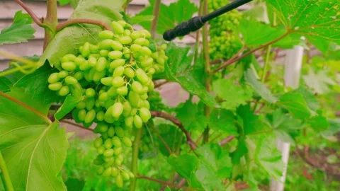 Spraying unripe grape cluster on the vine with garden sprayer close-up. Treating Stock Footage 343238687