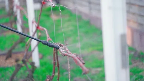 Spraying the vineyard after winter from pests and diseases Stock Footage 311796895