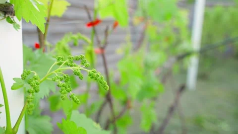 Spraying vineyard with young grapes against disease and fungus with sprayer Video stock 337544353