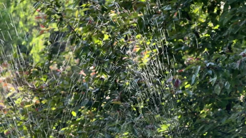 Spraying water droplets in sunlight Stock Footage 334107674