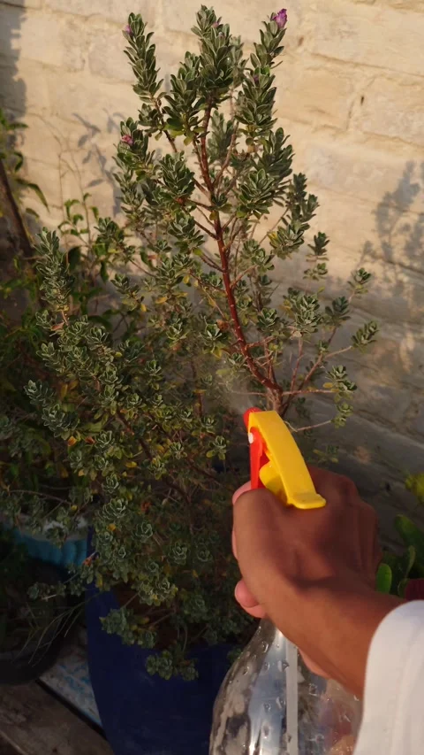 Spraying Water On Garden Plants Using A Bottle, First Person POV Stock Footage 346594800