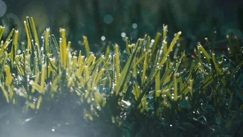 Spraying Water on Green Grass Stock Footage 77377783