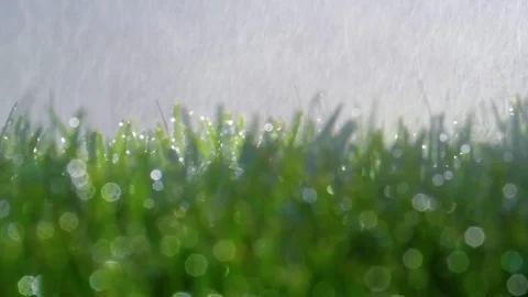 Spraying Water on Green Grass Stock Footage 77377834