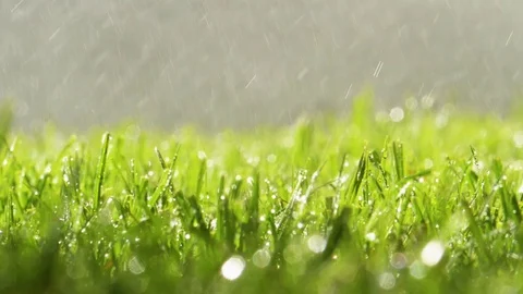 Spraying Water on Green Grass Video stock 77377906