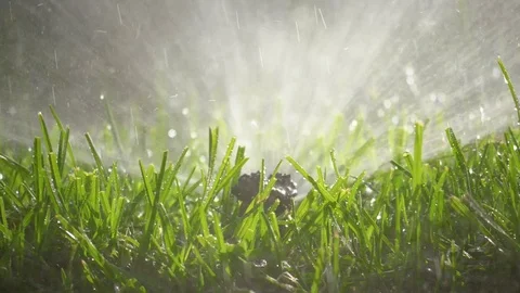 Spraying Water on Green Grass 库存影片 77377926