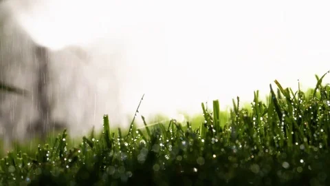 Spraying Water on Green Grass Vídeo Stock 77377935