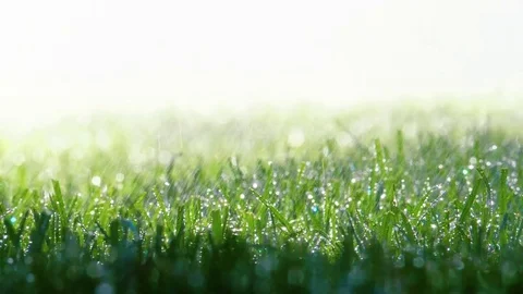 Spraying Water on Green Grass 库存影片 77377949