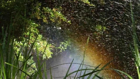 Spraying Water on Green Grass Stock Footage 77555645