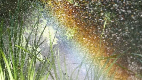 Spraying Water on Green Grass Видео 77555690