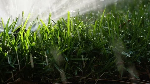 Spraying Water on Green Grass 库存影片 77555707