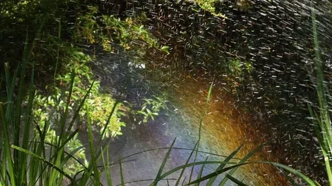 Spraying Water on Green Grass Vídeo Stock 77555708