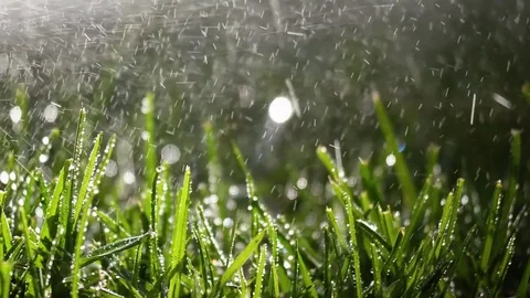 Spraying Water on Green Grass 스톡 동영상 77555718