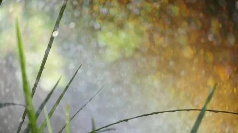 Spraying Water on Green Grass Vidéo 77555732