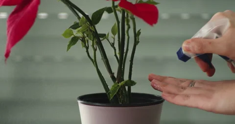 Spraying Water On Plant Stock Footage 232594809