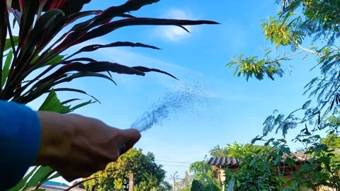 Spraying water on plants Stock Footage 296647542