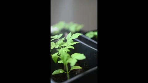 Spraying water on small plants in slow motion Stock Footage 332054691