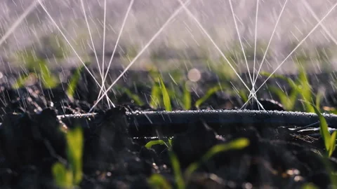 Spraying water onto soil and corn young plants using drip irrigation systems Stock Footage 292003477