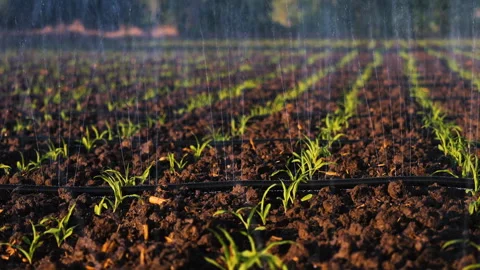 Spraying water onto soil and corn young plants using drip irrigation systems Stock Footage 292003693